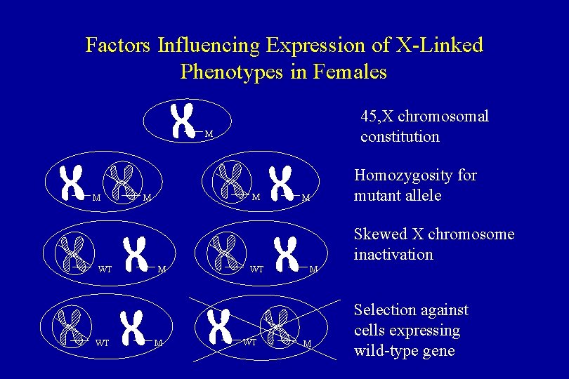 Factors Influencing Expression of X-Linked Phenotypes in Females 45, X chromosomal constitution M M
