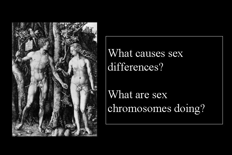 What causes sex differences? What are sex chromosomes doing? 