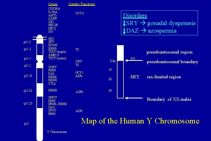 Genes CSF 2 RA IL 3 RA ANT 3 ASMT XE 7 MIC 2