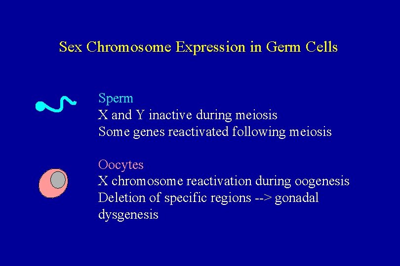 Sex Chromosome Expression in Germ Cells Sperm X and Y inactive during meiosis Some