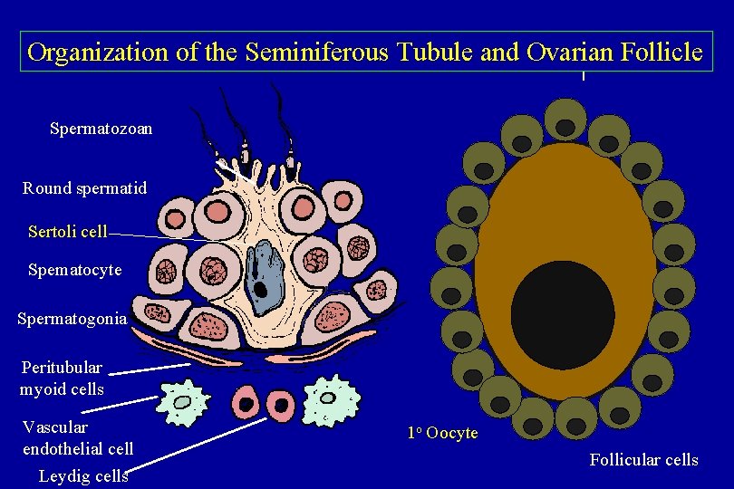 Organization of the Seminiferous Tubule and Ovarian Follicle Spermatozoan Round spermatid Sertoli cell Spematocyte