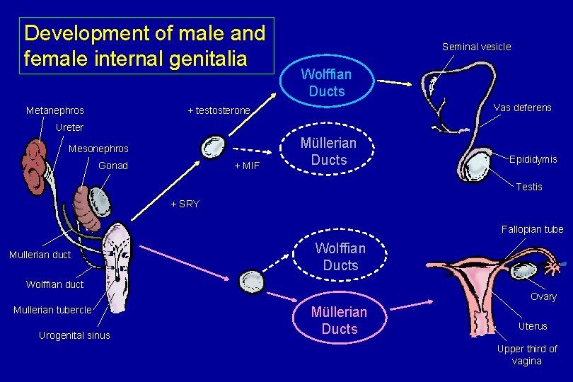 Development of male and female internal genitalia Metanephros Seminal vesicle Wolffian Ducts Vas deferens