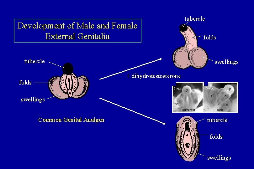 Development of Male and Female External Genitalia tubercle folds swellings + dihydrotestosterone folds swellings