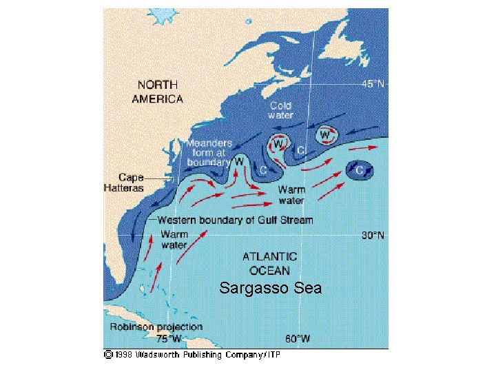 Sargasso Sea 