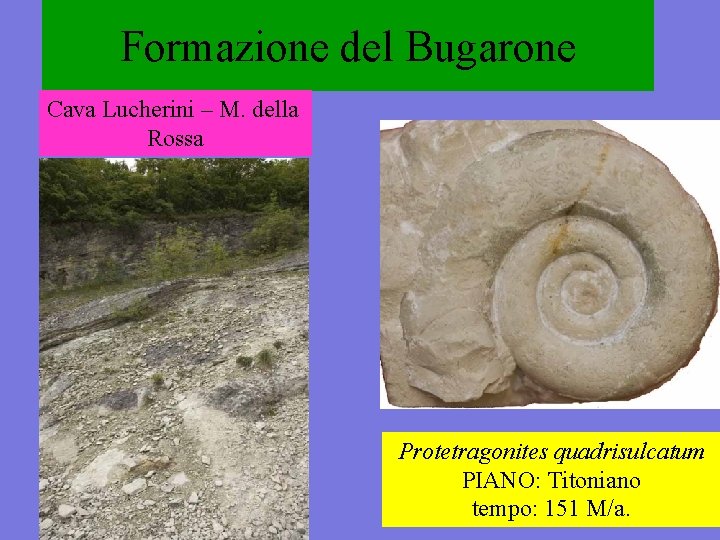 Formazione del Bugarone Cava Lucherini – M. della Rossa Protetragonites quadrisulcatum PIANO: Titoniano tempo: