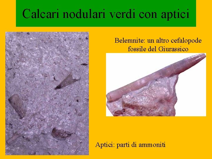 Calcari nodulari verdi con aptici Belemnite: un altro cefalopode fossile del Giurassico Aptici: parti