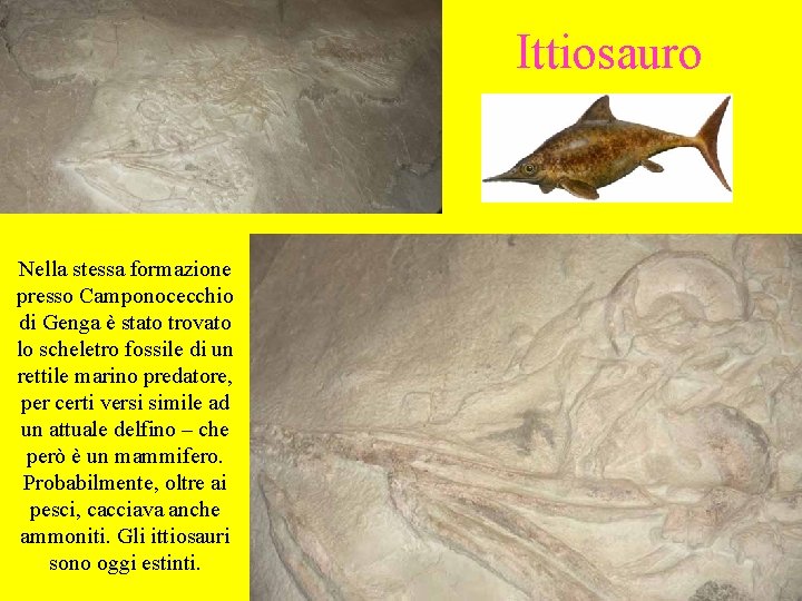 Ittiosauro Nella stessa formazione presso Camponocecchio di Genga è stato trovato lo scheletro fossile