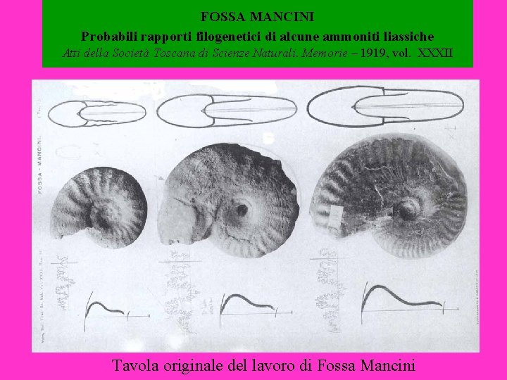 FOSSA MANCINI Probabili rapporti filogenetici di alcune ammoniti liassiche Atti della Società Toscana di