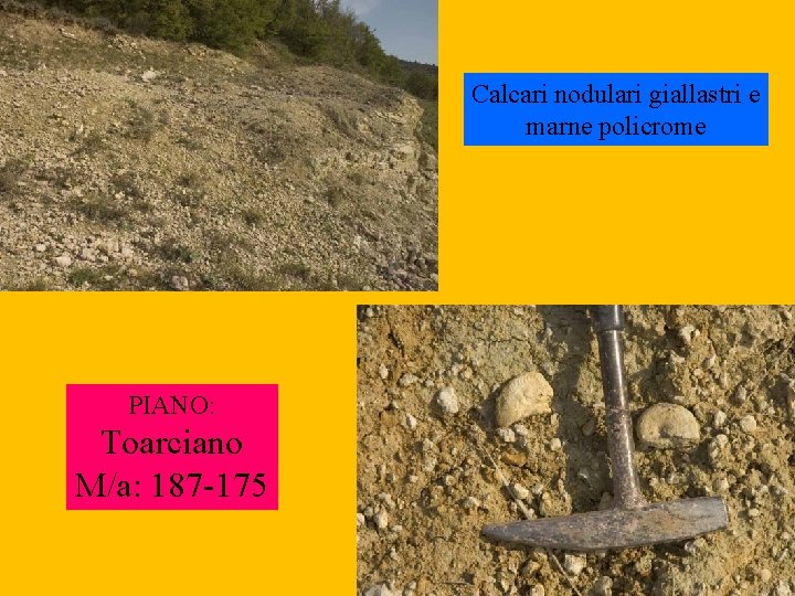Calcari nodulari giallastri e marne policrome PIANO: Toarciano M/a: 187 -175 
