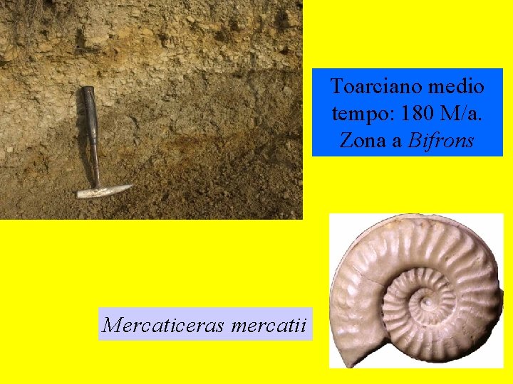 Toarciano medio tempo: 180 M/a. Zona a Bifrons Mercaticeras mercatii 