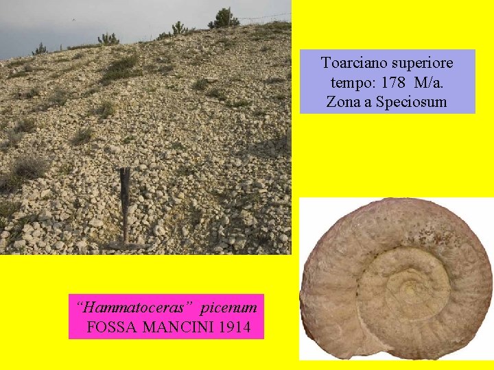 Toarciano superiore tempo: 178 M/a. Zona a Speciosum “Hammatoceras” picenum FOSSA MANCINI 1914 