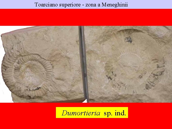 Toarciano superiore - zona a Meneghinii Dumortieria sp. ind. 