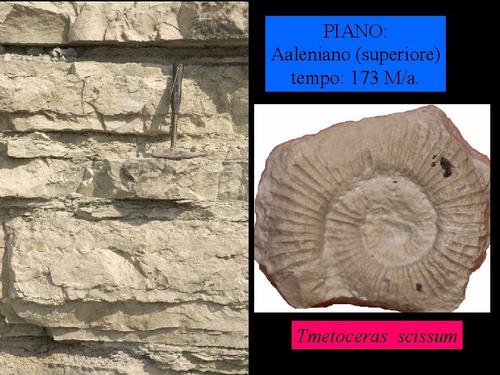 PIANO: Aaleniano (superiore) tempo: 173 M/a. Tmetoceras scissum 