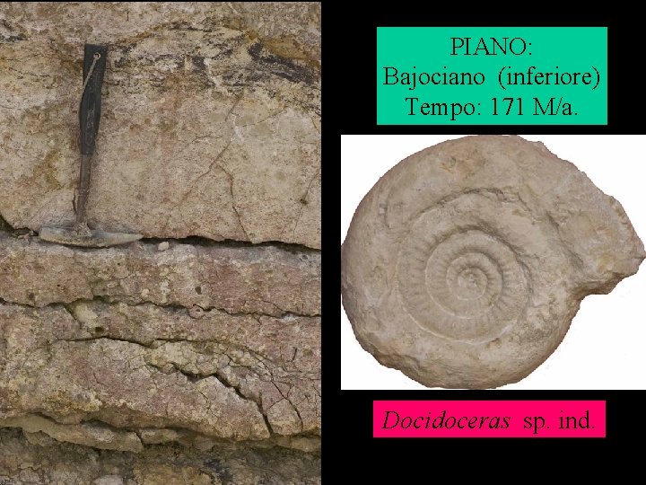 PIANO: Bajociano (inferiore) Tempo: 171 M/a. Docidoceras sp. ind. 