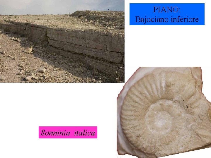 PIANO: Bajociano inferiore Sonninia italica 