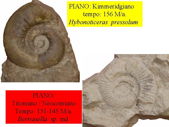 PIANO: Kimmeridgiano tempo: 156 M/a. Hybonoticeras pressolum PIANO: Titoniano / Neocomiano Tempo: 151 -145