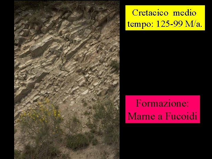 Cretacico medio tempo: 125 -99 M/a. Formazione: Marne a Fucoidi 