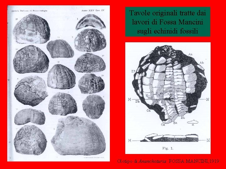 Tavole originali tratte dai lavori di Fossa Mancini sugli echinidi fossili Olotipo di Ananchoturia