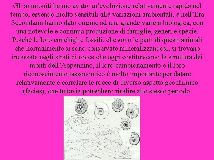 Gli ammoniti hanno avuto un’evoluzione relativamente rapida nel tempo, essendo molto sensibili alle variazioni