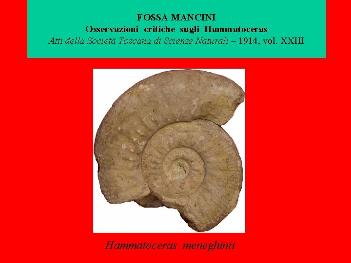FOSSA MANCINI Osservazioni critiche sugli Hammatoceras Atti della Società Toscana di Scienze Naturali –
