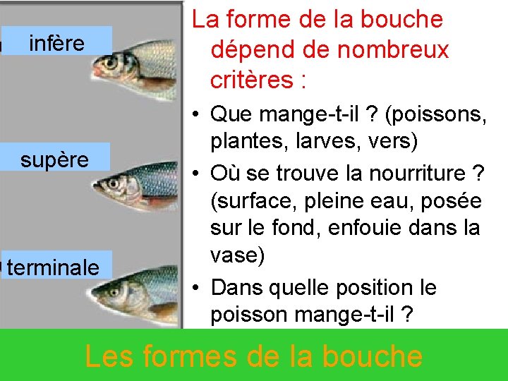 infère supère terminale La forme de la bouche dépend de nombreux critères : •