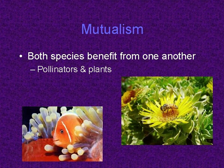 Mutualism • Both species benefit from one another – Pollinators & plants 