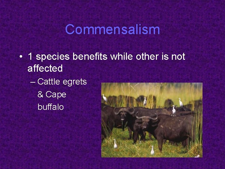 Commensalism • 1 species benefits while other is not affected – Cattle egrets &