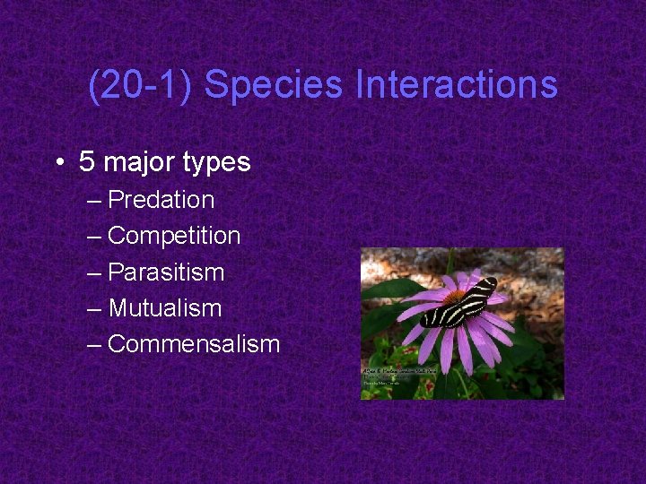 (20 -1) Species Interactions • 5 major types – Predation – Competition – Parasitism