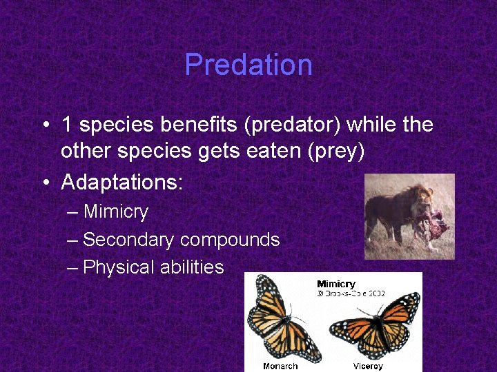 Predation • 1 species benefits (predator) while the other species gets eaten (prey) •