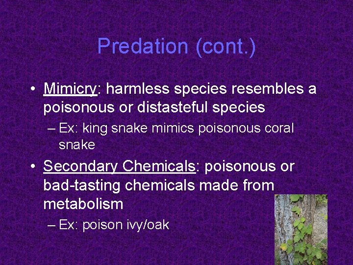 Predation (cont. ) • Mimicry: harmless species resembles a poisonous or distasteful species –