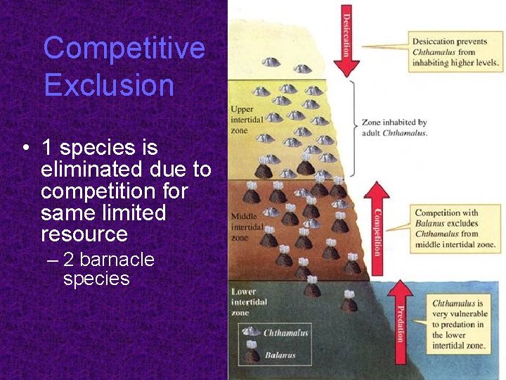 Competitive Exclusion • 1 species is eliminated due to competition for same limited resource