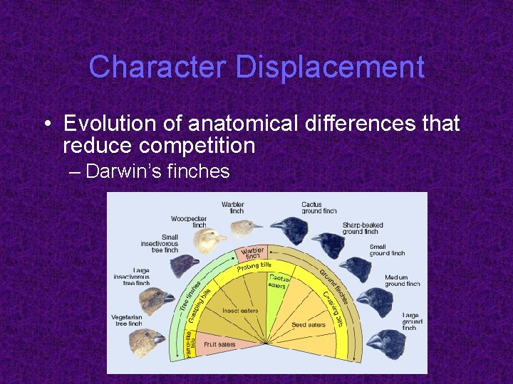 Character Displacement • Evolution of anatomical differences that reduce competition – Darwin’s finches 