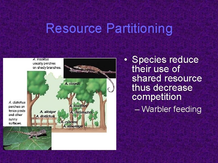 Resource Partitioning • Species reduce their use of shared resource thus decrease competition –