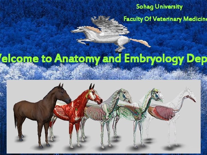 Sohag University Faculty Of Veterinary Medicine Welcome to Anatomy and Embryology Dep 