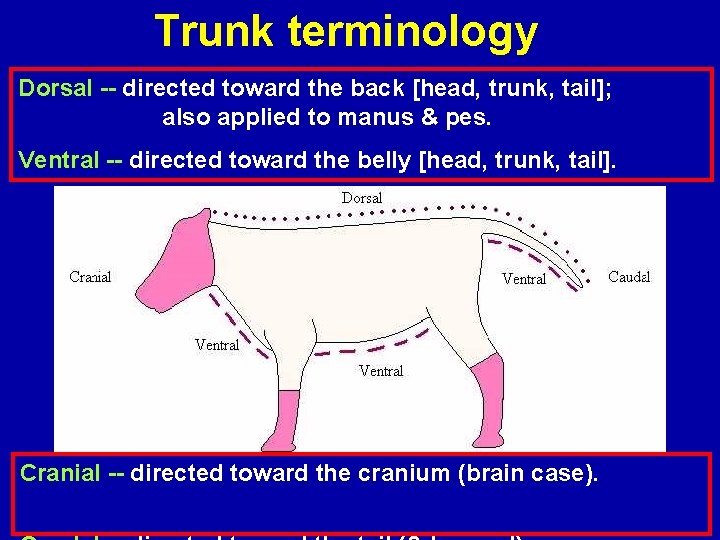 Trunk terminology Dorsal -- directed toward the back [head, trunk, tail]; also applied to