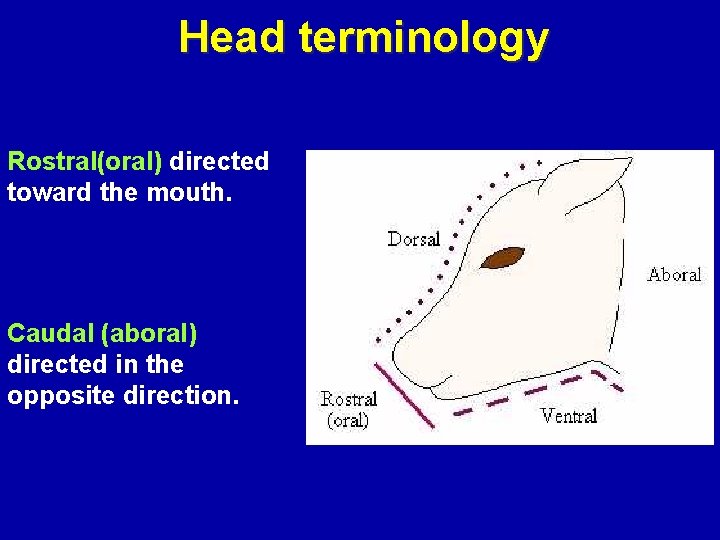 Head terminology Rostral(oral) directed toward the mouth. Caudal (aboral) directed in the opposite direction.