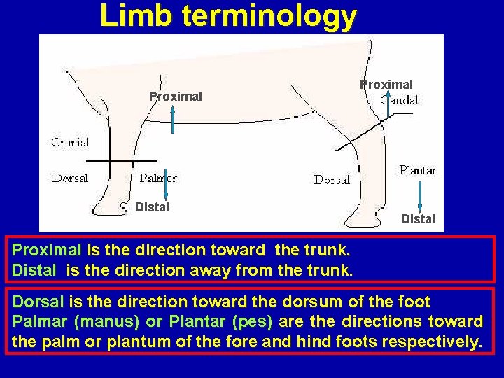 Limb terminology Proximal Distal Proximal is the direction toward the trunk. Distal is the