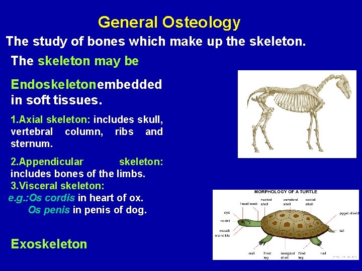 General Osteology The study of bones which make up the skeleton. The skeleton may
