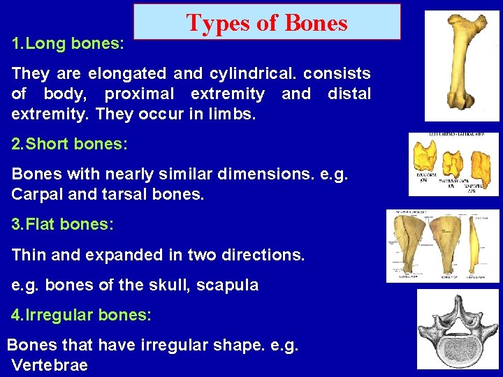 1. Long bones: Types of Bones They are elongated and cylindrical. consists of body,