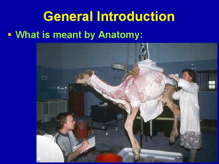 General Introduction § What is meant by Anatomy: 