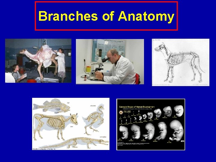 Branches of Anatomy 