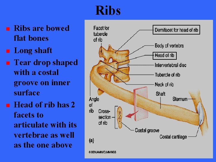 Ribs n n Ribs are bowed flat bones Long shaft Tear drop shaped with