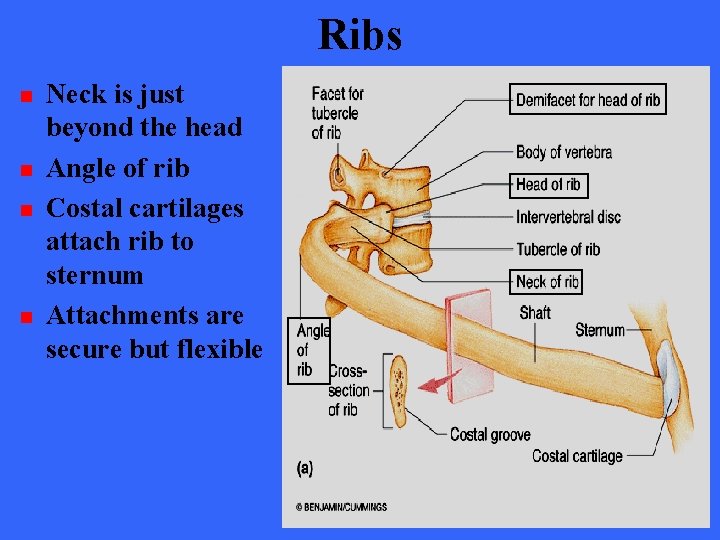 Ribs n n Neck is just beyond the head Angle of rib Costal cartilages