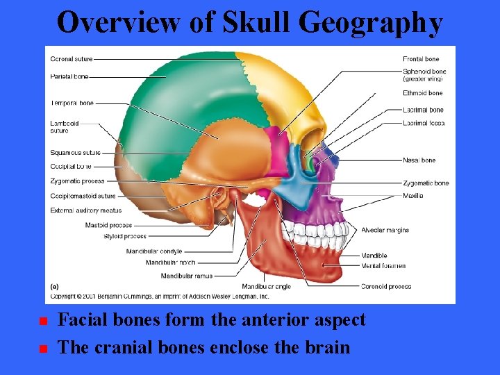 Overview of Skull Geography n n Facial bones form the anterior aspect The cranial