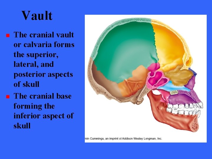 Vault n n The cranial vault or calvaria forms the superior, lateral, and posterior