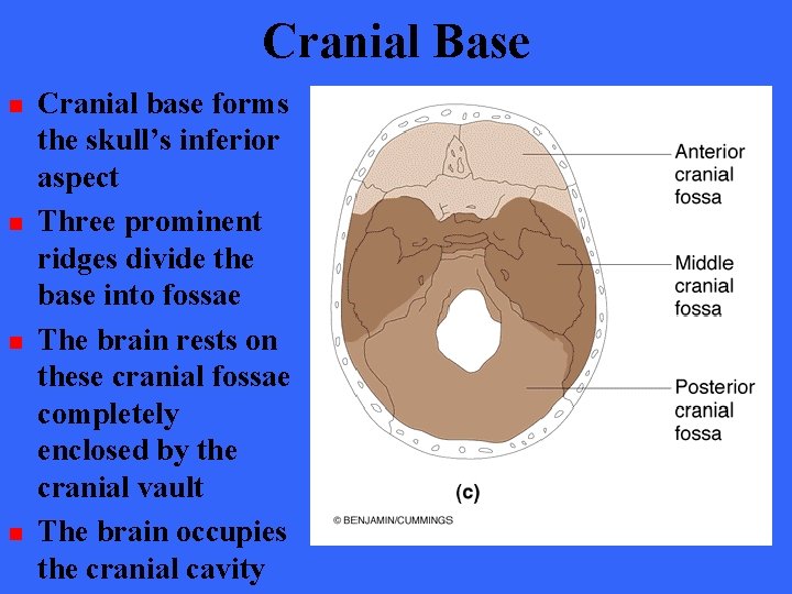 Cranial Base n n Cranial base forms the skull’s inferior aspect Three prominent ridges