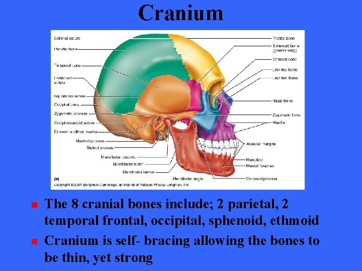 Cranium n n The 8 cranial bones include; 2 parietal, 2 temporal frontal, occipital,