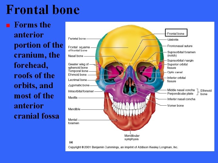 Frontal bone n Forms the anterior portion of the cranium, the forehead, roofs of