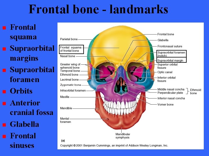 Frontal bone - landmarks n n n n Frontal squama Supraorbital margins Supraorbital foramen Frontal bone - landmarks n n n n Frontal squama Supraorbital margins Supraorbital foramen