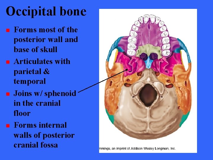 Occipital bone n n Forms most of the posterior wall and base of skull